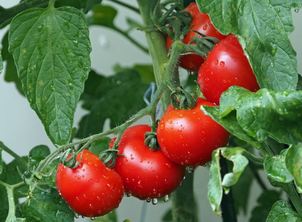 tomatoes-g10ac3695b_1920